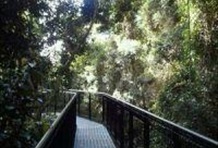 Rainforest Skywalk